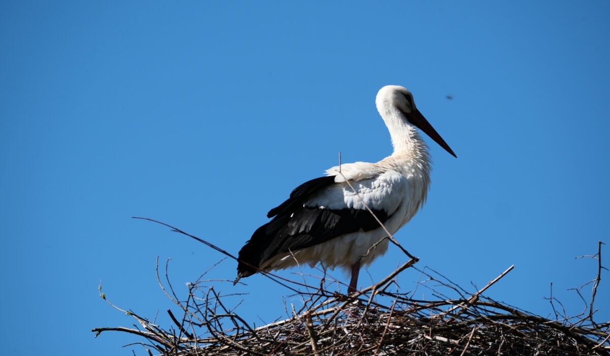 Weissstorch Niederglatt