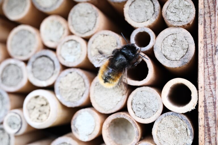 Read more about the article Meine Wildbienen