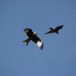 Read more about the article Birds