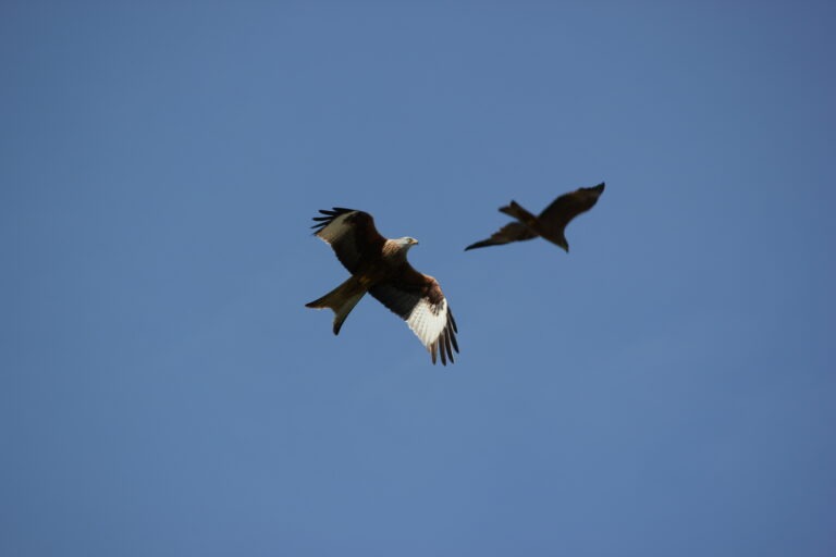 Read more about the article Birds