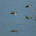 Read more about the article Wasservögel